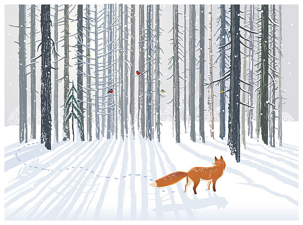 illustrations, cliparts, dessins animés et icônes de paysage forestier d’hiver avec un renard. - marcher foret