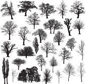 Thirty different, detailed and beautiful winter tree silhouettes.