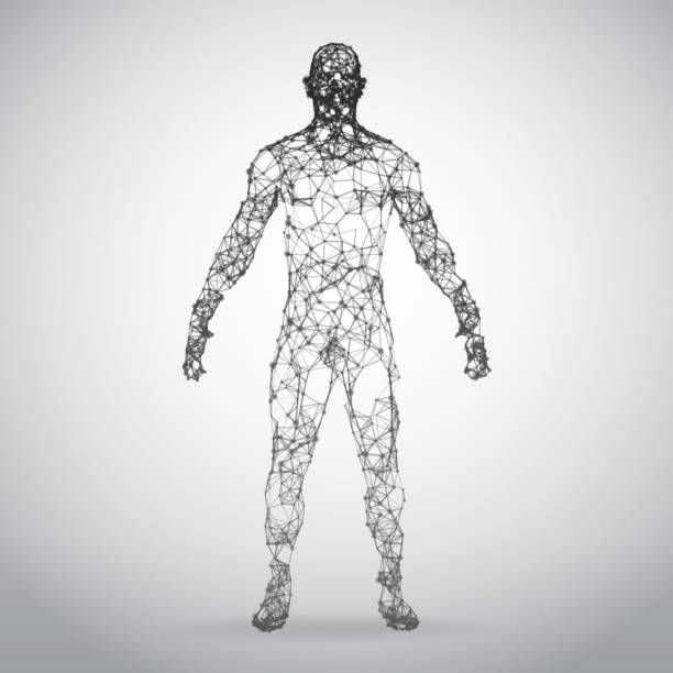 3D wire frame human body Polygonal Low Poly Wire frame human full body in virtual reality. Medical blue print scanned 3D model. Polygonal technology design wire frame model stock illustrations