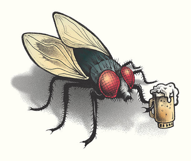 BAR FLY with a frothy cold beer this is a hand drawn image turned to a halftone screen overlapping vector color paths that can be changed at your choice of colors. this bar fly can be used for all kinds of things. fly insect stock illustrations