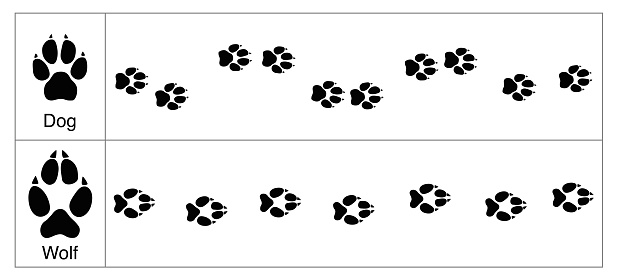 Wolf and dog tracks by comparison. Round and smaller tracks of dogs and oval bigger ones of wolves - isolated vector illustration on white background.