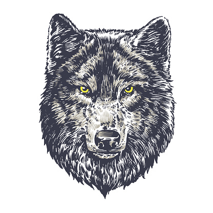 Wolf dark on white background