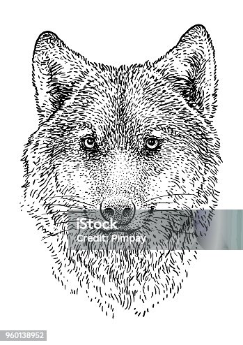 istock Wolf head illustration, drawing, engraving, ink, line art, vector 960138952