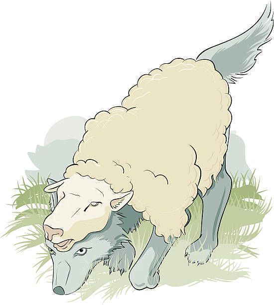 Wolf in sheep's clothing A wolf in sheep's clothing hunting wolf in sheeps clothing stock illustrations