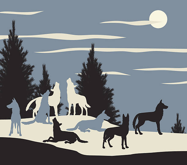 Download Best Pack Of Wolves Illustrations, Royalty-Free Vector ...