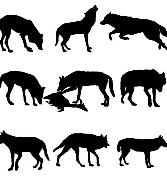 ilustrações de stock, clip art, desenhos animados e ícones de lobo - lobo cão selvagem