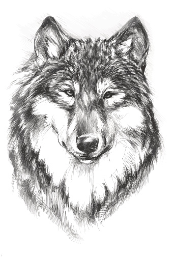 Portrait of a Wolf with a Ballpoint Pen
