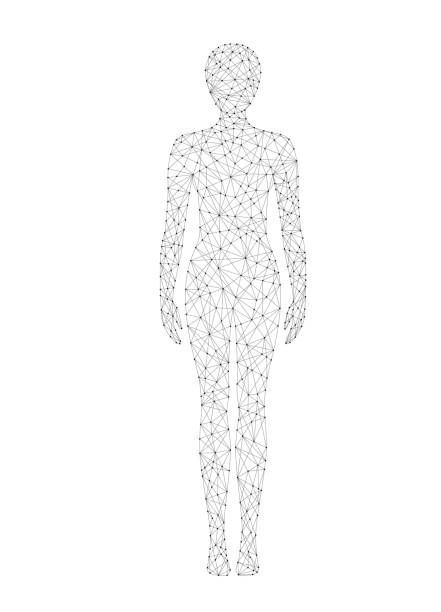 Woman body low poly wireframe vector illustration. Medicine, science and technology concept. Woman body low poly wireframe vector illustration. Medicine, science and technology anatomy concept. dna borders stock illustrations