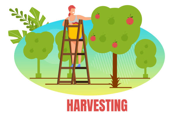 ilustrações de stock, clip art, desenhos animados e ícones de woman farmer stand on ladder pick apple harvest - technology picking agriculture