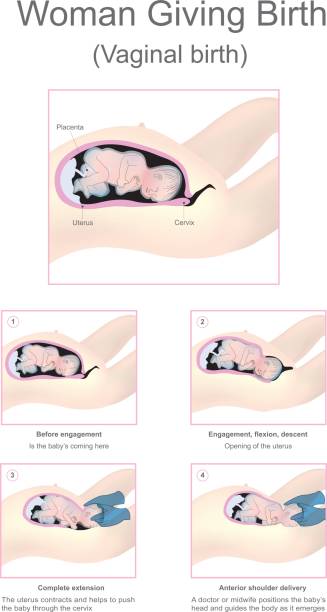 Woman giving birth (Vaginal birth). Women with typical genetic development are usually able to give birth from puberty until menopause. Vector graphic. pelvic floor stock illustrations