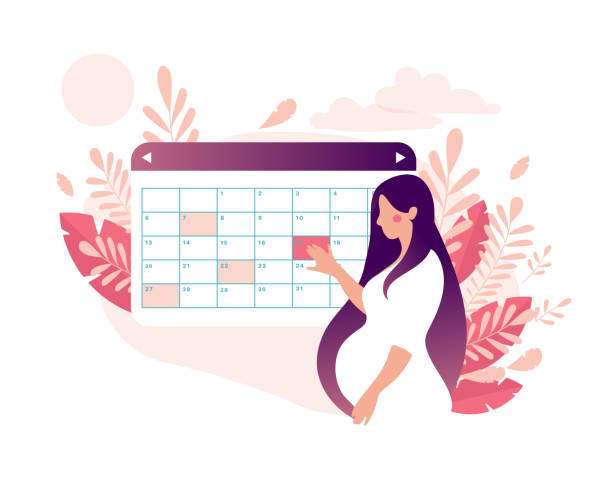 A woman is planning a medical appointment with a doctor on a calendar. A young mother is waiting for the birth of a baby. Pregnancy and motherhood concept. Pregnancy Calendar. Flat stock vector illustration isolated on white background A woman is planning a medical appointment with a doctor on a calendar. A young mother is waiting for the birth of a baby. Pregnancy and motherhood concept. Pregnancy calendar with natural background of leaves. Flat stock vector illustration isolated on white background. pregnant backgrounds stock illustrations