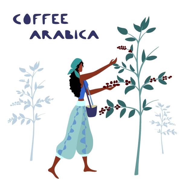 ilustrações de stock, clip art, desenhos animados e ícones de woman unidentified coffee farmer is harvesting coffee - cafe brasil