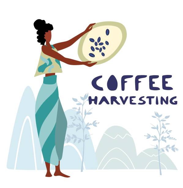 stockillustraties, clipart, cartoons en iconen met de niet geïdentificeerde koffielandbouwer van de vrouw oogst koffie - coffee illustration plukken