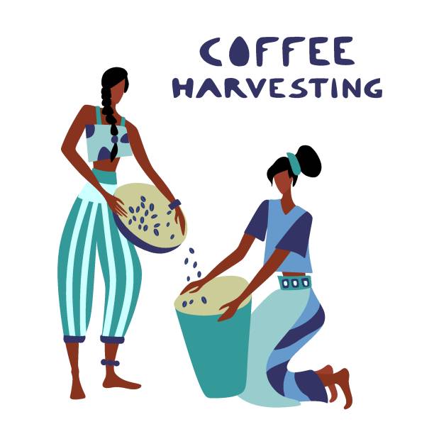 stockillustraties, clipart, cartoons en iconen met de niet geïdentificeerde koffielandbouwer van de vrouw oogst koffie - coffee illustration plukken