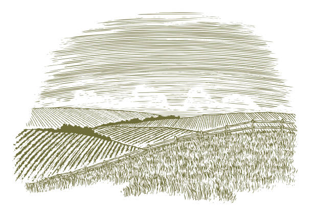 Woodcut Countryside Fence Row Woodcut illustration of a rural countryside scene with fields of crops in the background. grass drawings stock illustrations