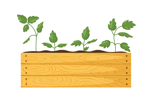Wooden garden box with seedlings