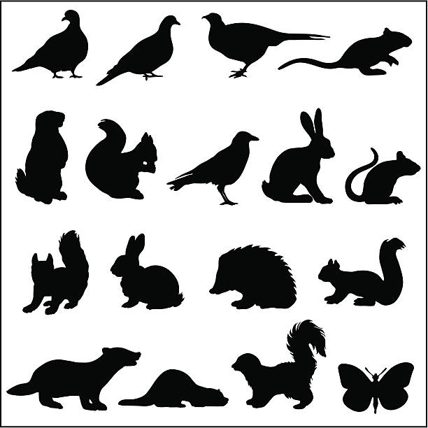 Woodland animals in silhouette woodland animals including, pigeon,pheasant, mouse, marmot, squirrel, raven, hare, bunny, hedgehog ,badger, weasel, skunk and a butterfly. hedgehog stock illustrations