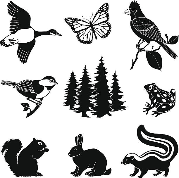 woodland animals Vector illustrations of various animals found in North American woods. frog clipart black and white stock illustrations