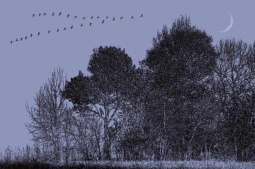 Woodland with Canada Geese flying in V formation