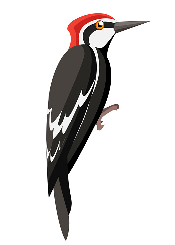 Download Woodpecker Bird Flat Cartoon Character Design Colorful ...
