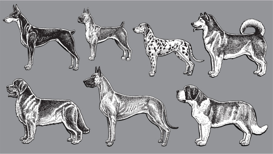 Work Dogs - Dalmatian, Doberman, Saint Bernard, Boxer, Great Dane