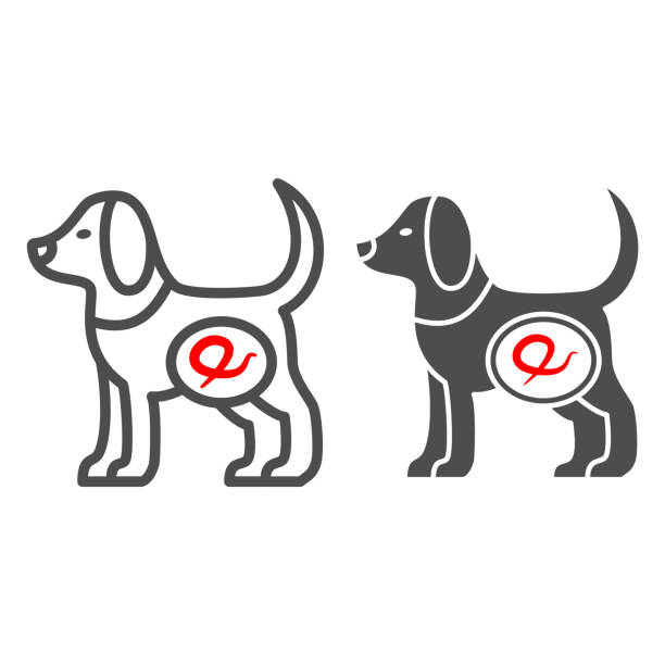 Worms in dogs line and solid icon, Diseases of pets concept, Worms intestinal parasites sign on white background, dog with worms icon in outline style for mobile and web design. Vector graphics. Worms in dogs line and solid icon, Diseases of pets concept, Worms intestinal parasites sign on white background, dog with worms icon in outline style for mobile and web design. Vector graphics pics of a tapeworm in humans stock illustrations