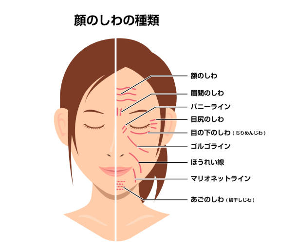 Wrinkles face and wrinkle-free face ( female face ) vector illustration / Japanese Wrinkles face and wrinkle-free face ( female face ) vector illustration / Japanese cartoon of a wrinkled old lady stock illustrations