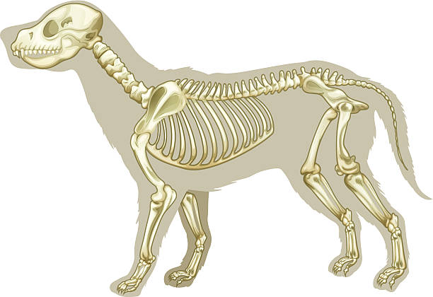 bildbanksillustrationer, clip art samt tecknat material och ikoner med x-ray image if a skeleton of canis lupus familiaris - däggdjur