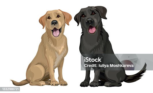 istock Yellow and black labrador retriever sitting isolated on white. Young and friendly dogs. 1332188721