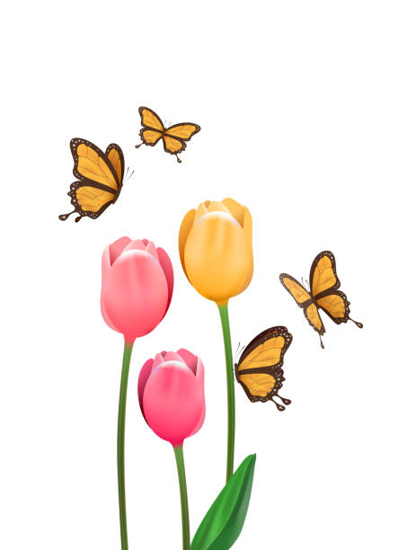 Yellow butterfly isolated with pink tulip flower Realistic yellow monarch butterfly flying with pink tulip flowers. 3D spring concept illustration on isolated white background. pink monarch butterfly stock illustrations