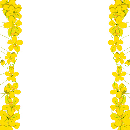 Yellow Cassia Fistula - Golden Shower Flower Border