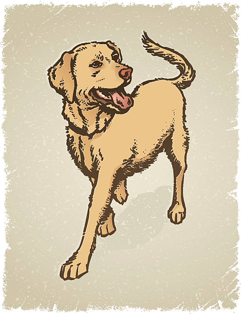 ilustrações de stock, clip art, desenhos animados e ícones de labrador grunge - golden retriever
