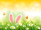 Easter theme with bunny ears. Yellow nature background with butterflies and white rabbit in grass with flowers, illustration.