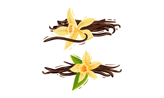 Yellow Vanilla or Vanilla Orchid Flower with Dried Pods Vector Set