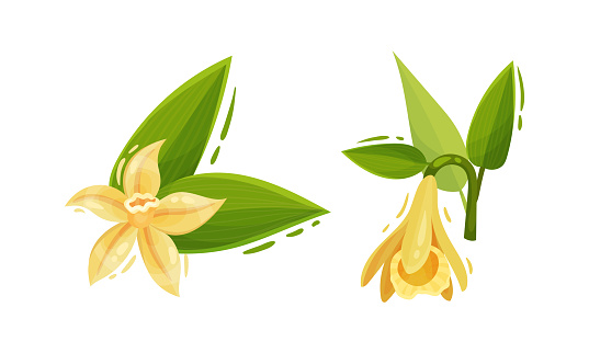 Yellow Vanilla or Vanilla Orchid Flower with Green Leaf Vector Set