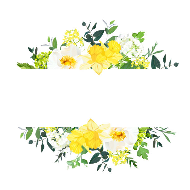 Yellow wedding horizontal botanical vector design banner Yellow wedding horizontal botanical vector design banner. Daffodil, wild rose, white and green hydrangea, eucalyptus and wildflowers.Composition isolated on white background. All elements are editable daffodil stock illustrations