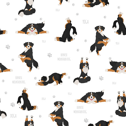 Yoga dogs poses and exercises. Bernese mountain dog seamless pattern