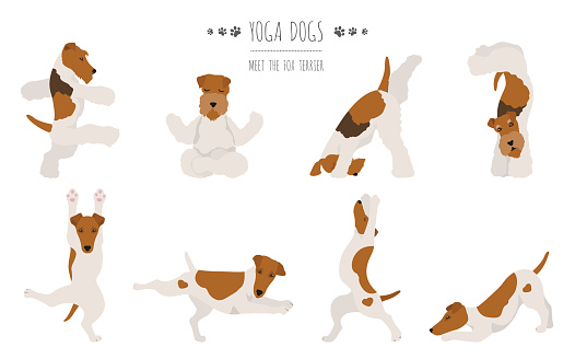 Yoga dogs poses and exercises poster design. Smooth fox terrier and wire fox terrier clipart