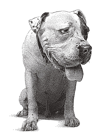 Young male Pit Bull Terrier dog with guilty expression