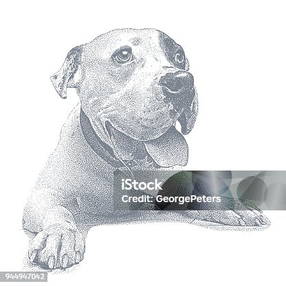 istock Young male Pit Bull Terrier 944947042
