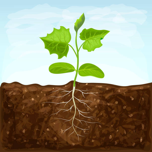 野菜の若い苗は肥沃な土壌で育ちます。青空の背景に地面に地下ルートシステムと芽。緑色のシュートベクトルイラスト。健康なキュウリ植物の春の芽 - 土壌点のイラスト素材／クリップアート素材／マンガ素材／アイコン素材