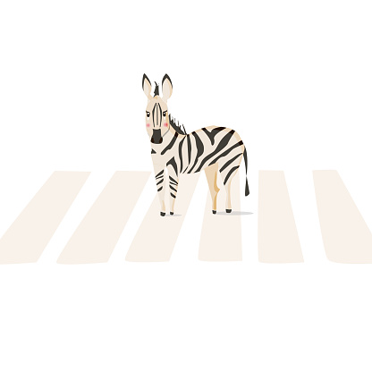 Zebra crosses the road at the crosswalk. Isolated animal vector illustraition on white background