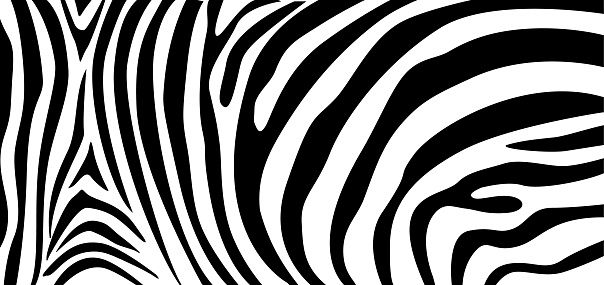Zebra pattern texture repeating. Simple pattern, black line for textile design fabric.