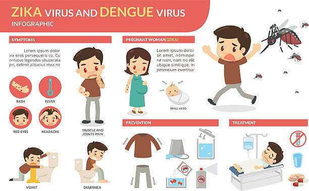 Zika virus and dengue virus infographic Vector flat design. dengue fever fever stock illustrations