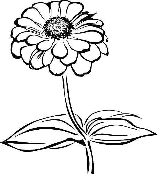 Zinnia The contour black-and-white image of a flower zinnia zinnia stock illustrations