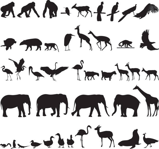 Zoo Animal Silhouettes 4 vector art illustration