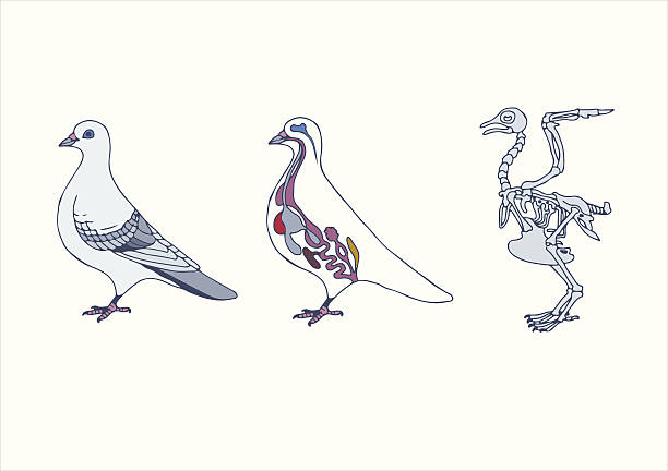 illustrations, cliparts, dessins animés et icônes de zoologie, d'oiseaux, de l'anatomie - squelette oiseau