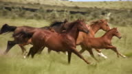 istock HD 1080i Wild Horses 135906026