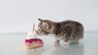 istock 4k. Merry kitty, birthday. Cute stripped domestic kitten eat birthday cake on white table. Anniversary or holiday cat 1271004452