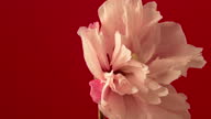istock 4k timelapse of an Hibiscus Flower blossom bloom and grow on a red background. Blooming flower of Lilium. 1352716513